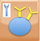 протеин: биологична активност